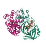 Protein Digest, 60 kapsul