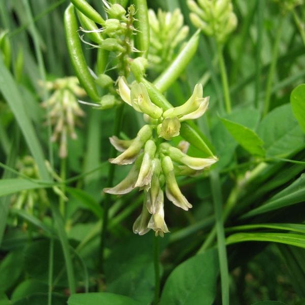 Glands Support, 60 kapsul