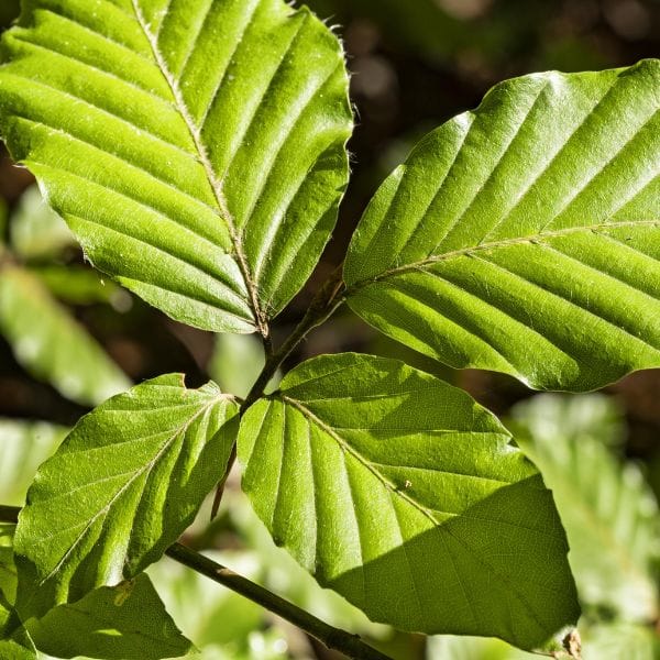 Detox Patch, 10 obližev
