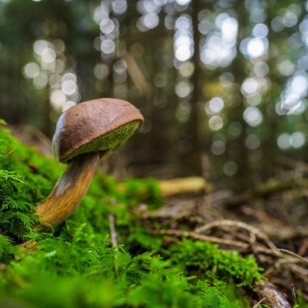 Detox Patch, 10 obližev