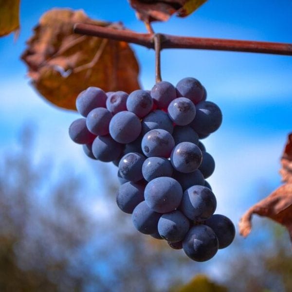 Noni with Grape, 1 L