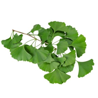 ginkho biloba Brain Support + Noni sok (-20%)