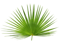 palmetto ekstrakt biostile urovit Urovit Complet